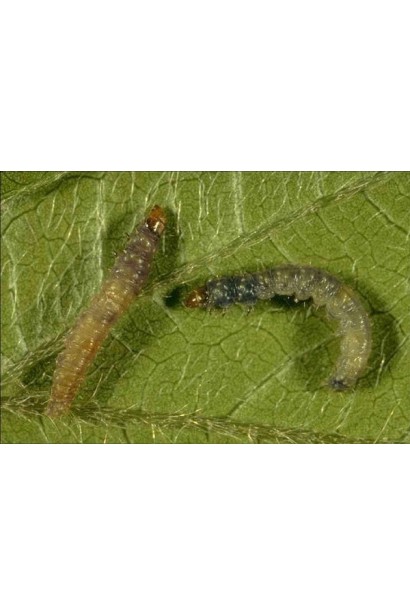 Листовертка гусеница